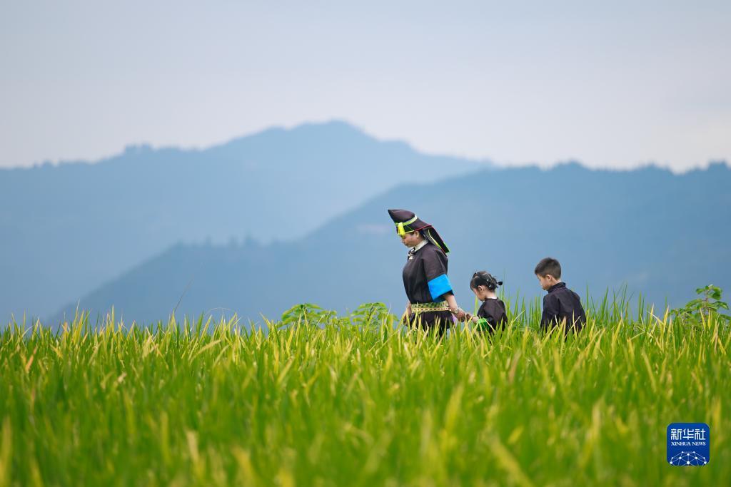 菠菜公司
